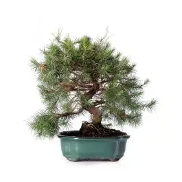 Pinus halepensis bonsai pino d'Aleppo