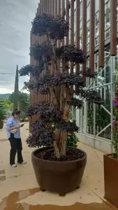 Loropetalum chinense 'Black Pearl' ® bonsai vaso jumbo