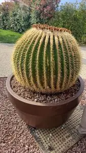 Echinocactus grusonii vaso Jumbo