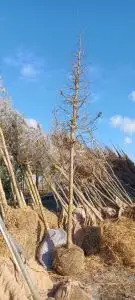 Acer buergerianum alto fusto zolla
