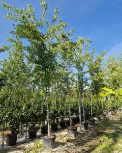 acer_buergerianum_c70_14-16.jpg