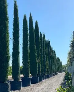 Cupressus sempervirens 'Bolgheri' esemplari