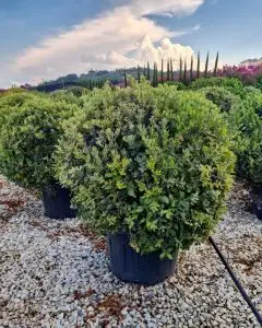 quercus_ilex_palla.jpg