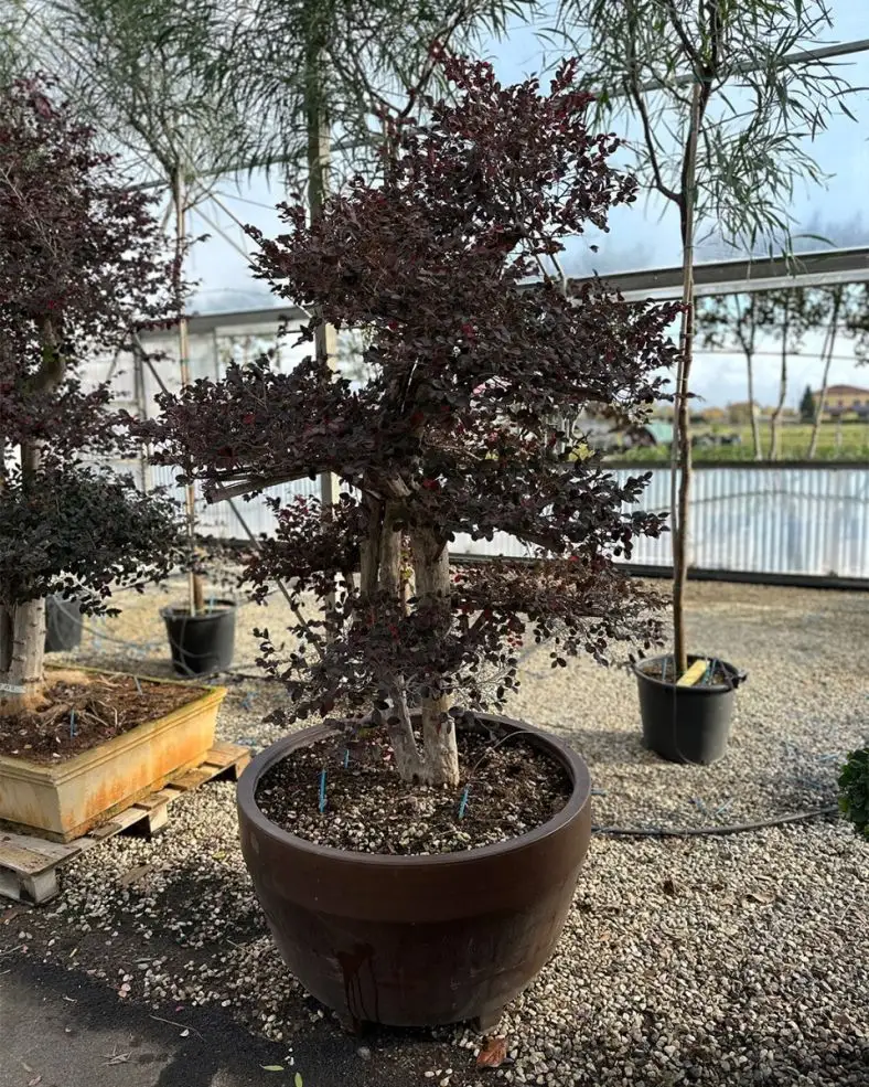 Loropetalum chinense 'Black Pearl'  bonsai vaso jumbo Lorop