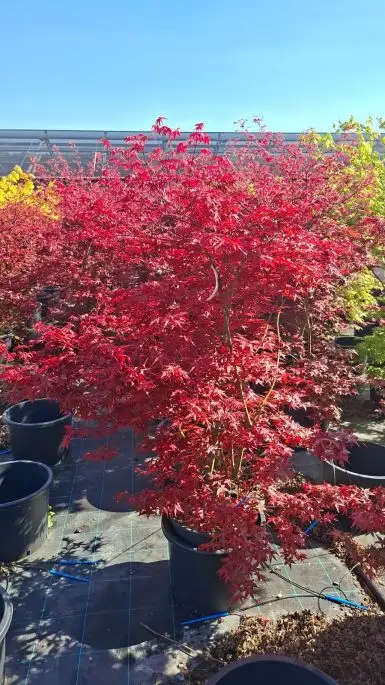 ACER PALMATUM BENI MAIKO