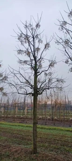 melia azedarach zolla 40-50