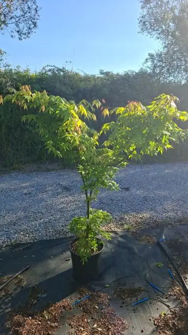 ACER PALMATUM OSAKAZUKI