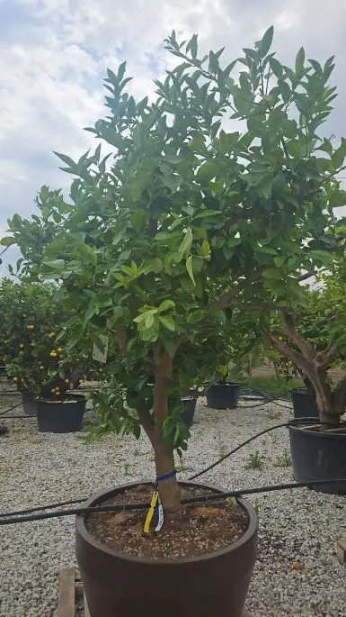 Citrus lime-NATURART-CONF_58