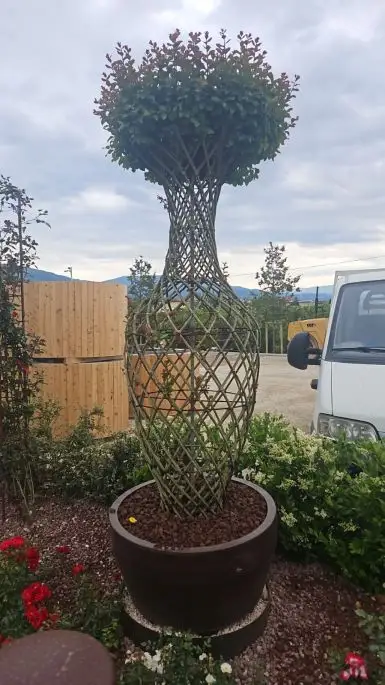 Lagerstroemia indica-NATURART_623