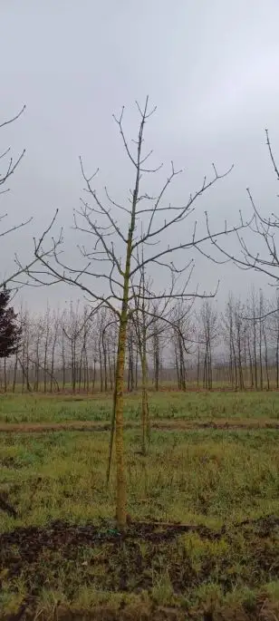 aesculus carnea briotii zolla 25-30