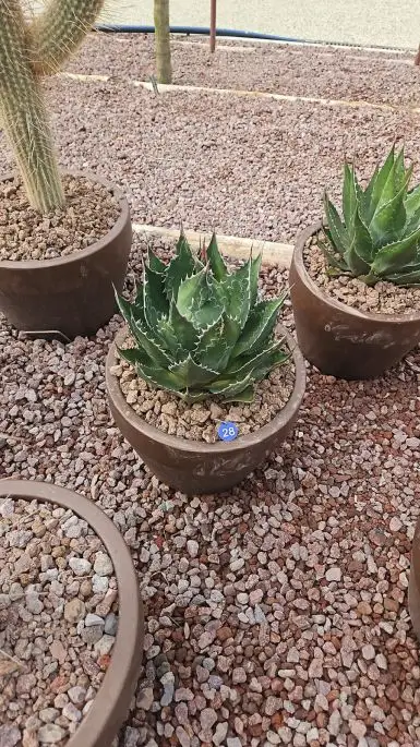 Agave montana-NATURART-CONF_16