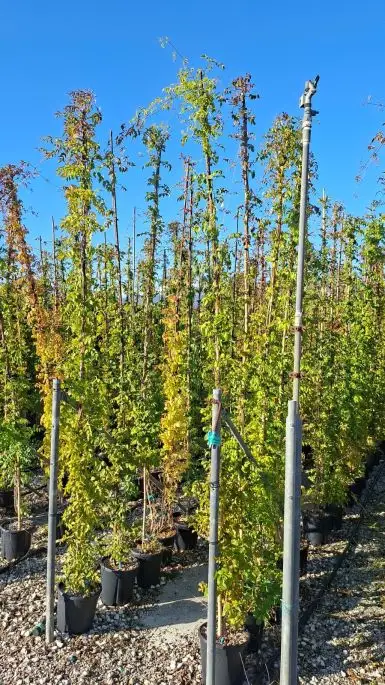 Bignonia Campsis Radicans Clt10 250/300