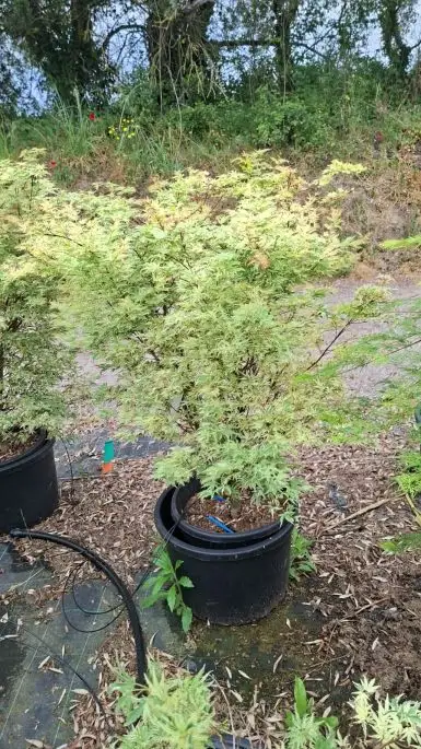 ACER PALMATUM BUTTERFLY