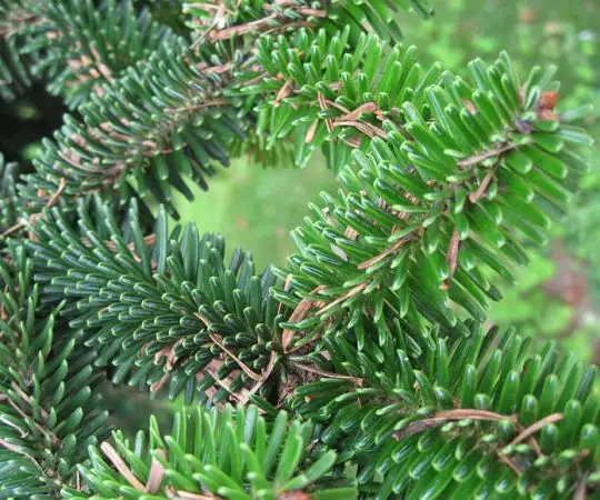 Abies numidica