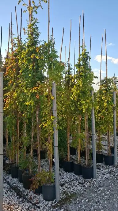 Bignonia Campsis Radicans Clt18 250/300