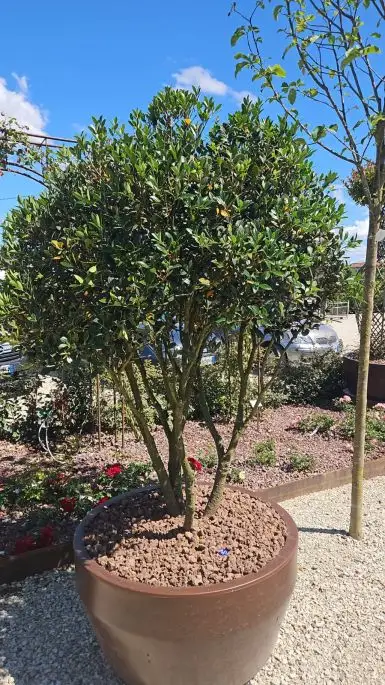 Osmanthus burkwoody-NATURART-CONF_130