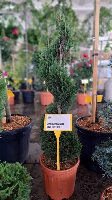 Cupressocyparis leylandii vaso mini spirale