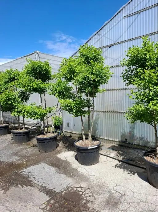 Ginkgo biloba pon pon