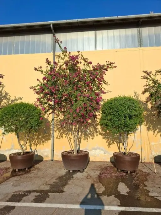 Lagerstroemia indica rosea vaso Jumbo paracadute