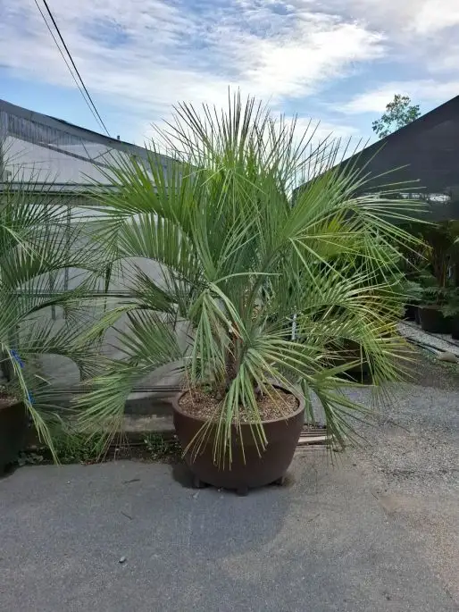 Bismarckia nobilis vaso Jumbo