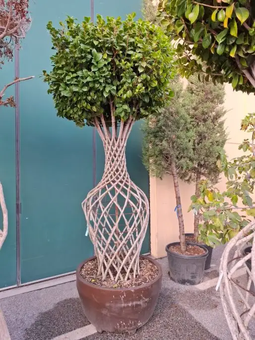 Camellia japonica vaso Jumbo anfora