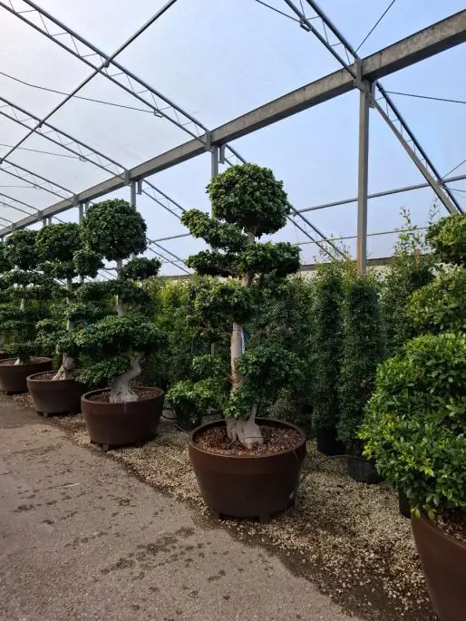 Ficus nitida vaso Jumbo