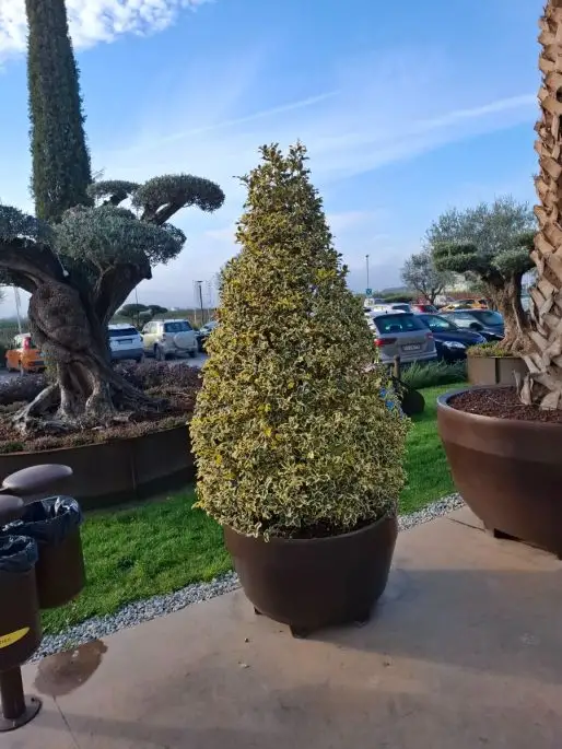 Ilex aquifolium madame briot cono vaso Jumbo