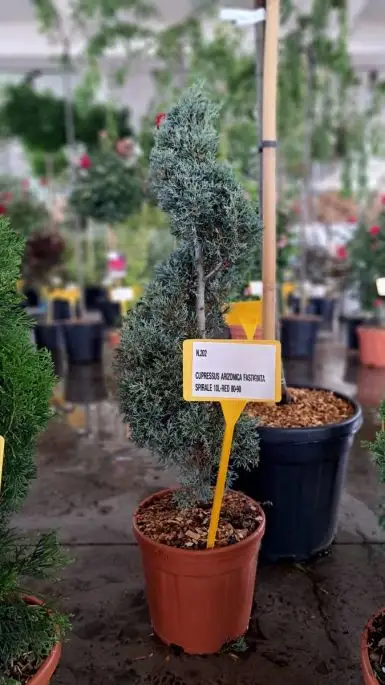 Cupressus arizonica ‘Fastigiata Glauca' vaso mini spirale