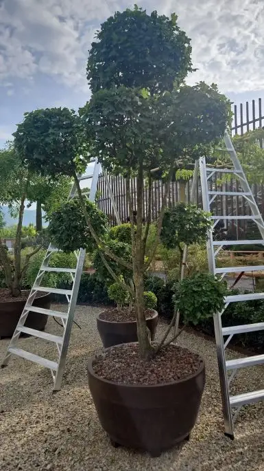 Acer campestre-NATURART-CONF_2