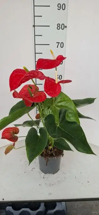 Anthurium andreanum 'Michigan'