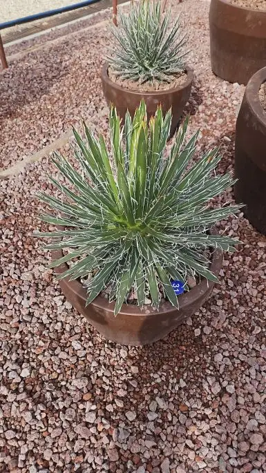 Agave filifera-NATURART-CONF_15