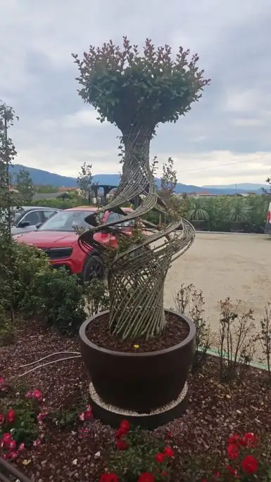 Lagerstroemia indica vaso Jumbo anfora