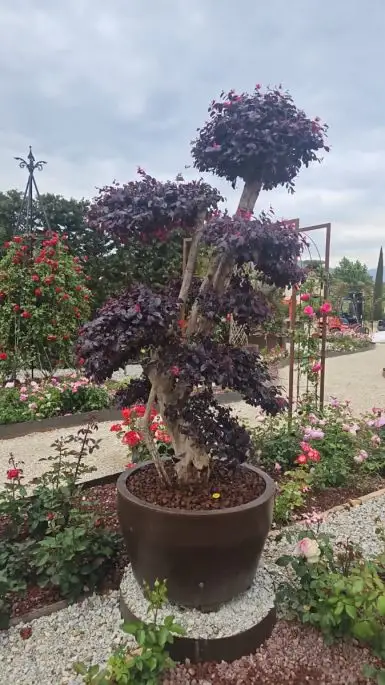 Loropetalum chinensis black pearl vaso Jumbo