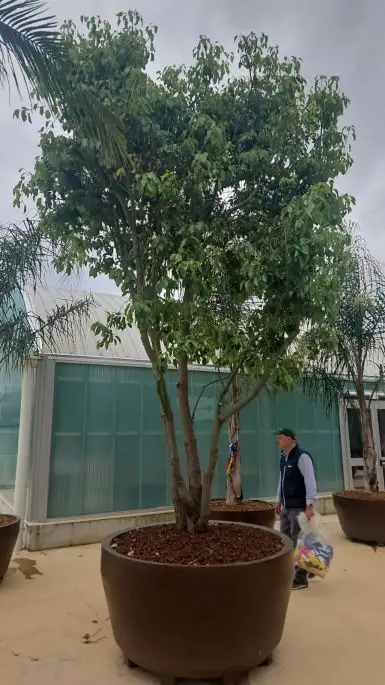 Cinnammomum camphora-NATURART-CONF_53