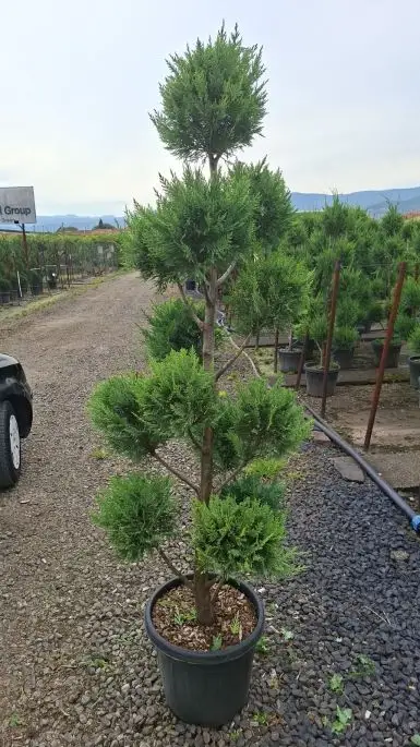 cupressocyparis leylandii Clt25 150/170 pompons