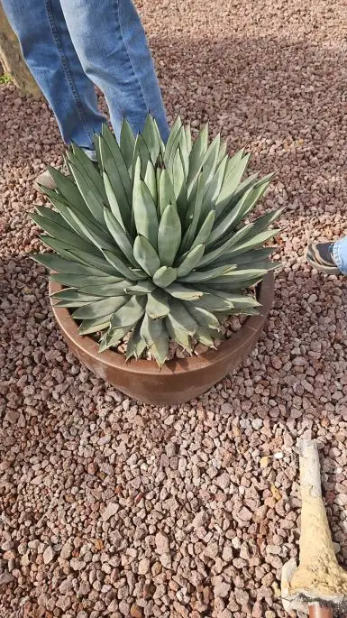 Agave blue emperor-NATURART-CONF_13