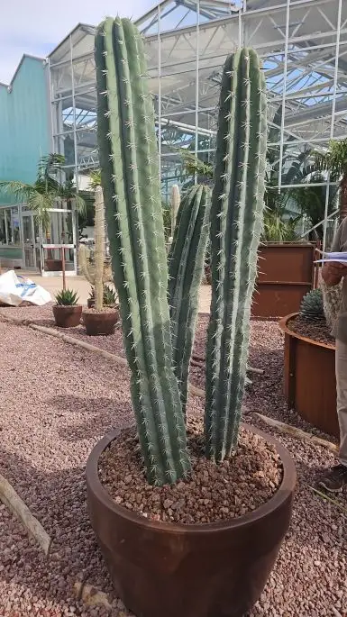 Pachycereus weberi-NATURART-CONF_132