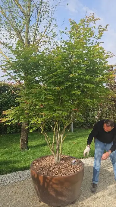 Acer palmatum osakazuki-NATURART-CONF_9