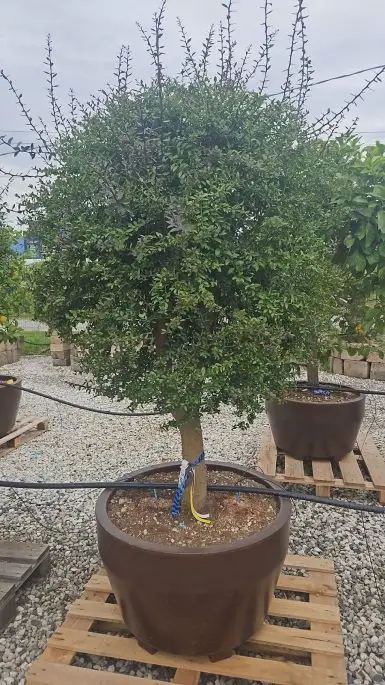 Citrus australasica-NATURART-CONF_54