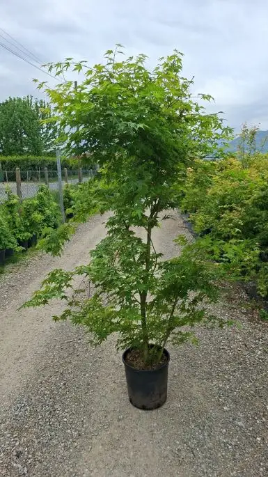 ACER PALMATUM