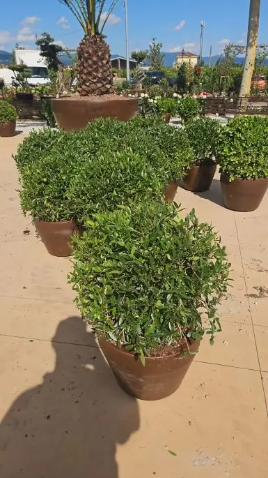 Phillyrea angustifolia-NATURART-CONF_135