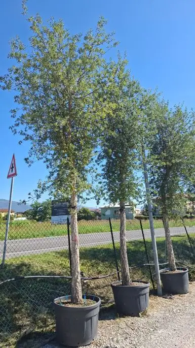 quercus suber Clt 40-50