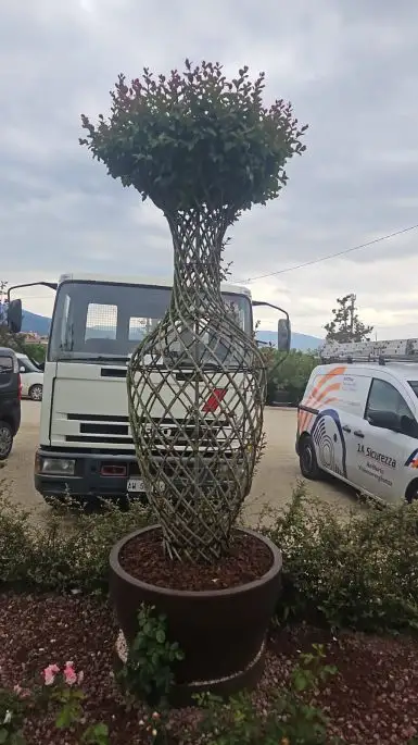 Lagerstroemia indica duran red-NATURART-CONF_106