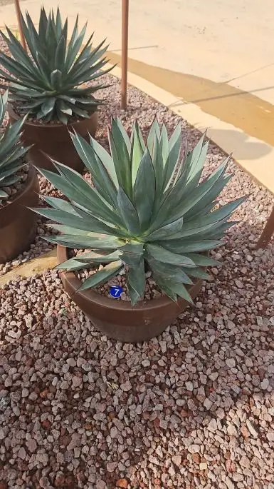 Agave blue glow-NATURART-CONF_14