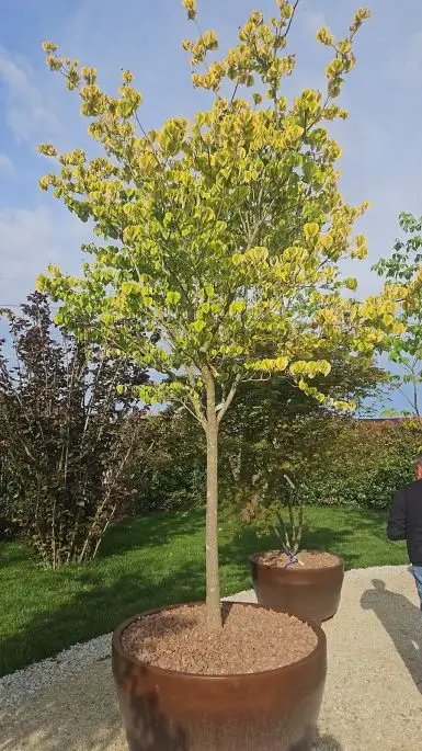 Cornus florida daybreak-NATURART-CONF_67