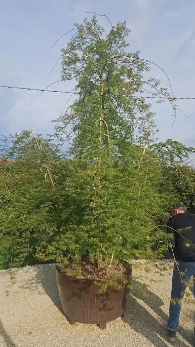 Acer dissectum emerald lace-NATURART-CONF_4