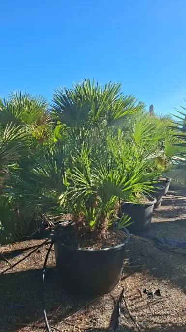Chamaerops Humilis Clt285 150/175 ceppaia