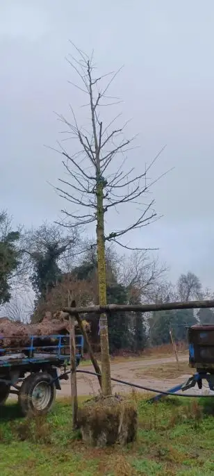 gleditsia triacanthos skyline zolla 30-40