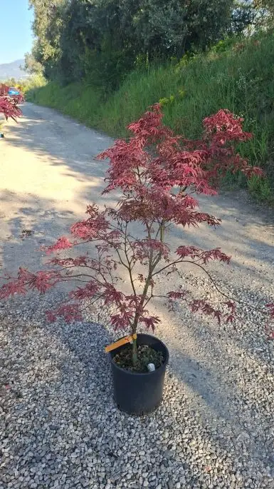 ACER PALMATUM SHIRAZZ