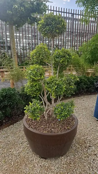 Eugenia myrtifolia-NATURART-CONF_88